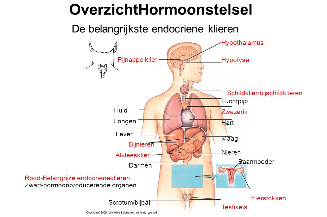 endocriene ziekten diabetes veroorzaken erectistoornis